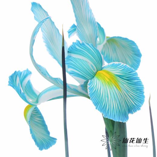 配花 | 染色鸢尾孔雀蓝【染色可能不均匀 介意慎拍】 商品图0