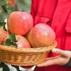 【阿克苏优选】新疆阿克苏冰糖心苹果  苹果届的‘小甜心’ 商品缩略图3
