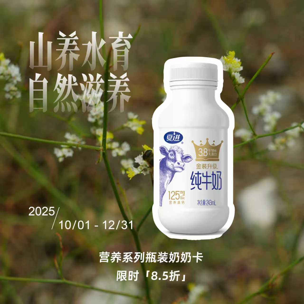 夏进瓶装金装纯牛奶（蛋白 3.8g）243ml×15瓶