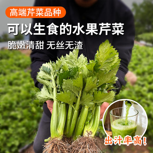 北京本地新鲜现摘水果芹菜 高端品种 脆嫩清甜 无丝无渣 可生吃榨汁 沙拉 商品图0
