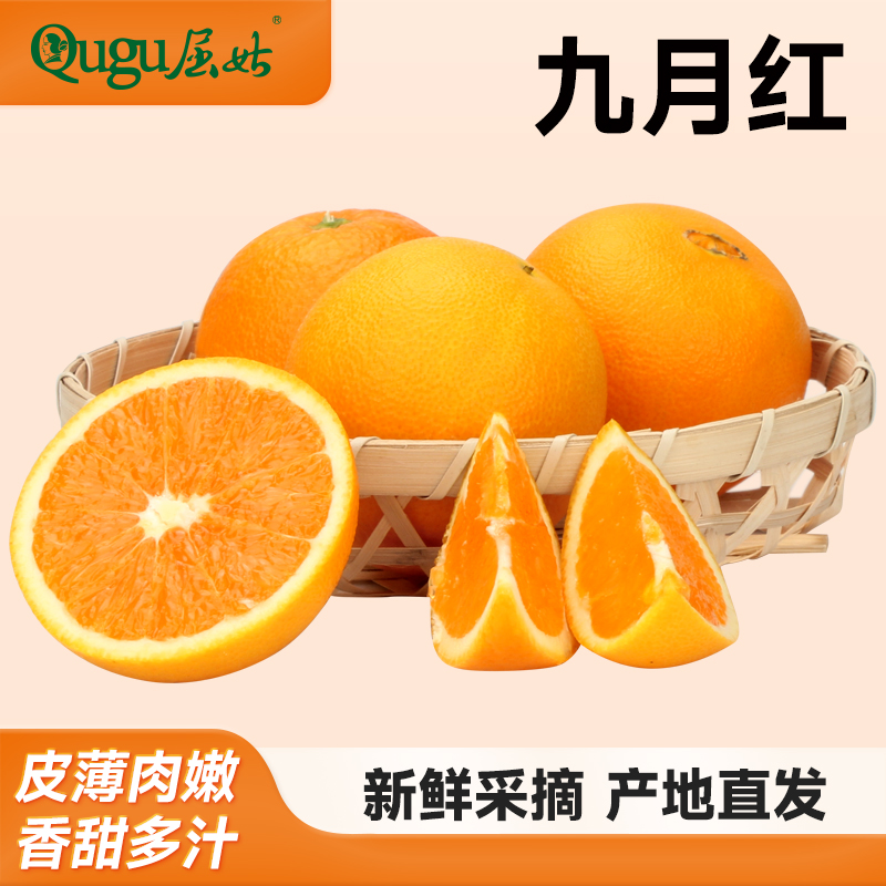 秭归 屈姑 九月红脐橙