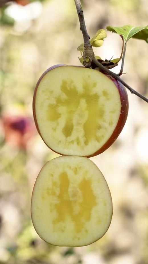 大凉山冰糖心丑苹果【应季水果】 商品图3