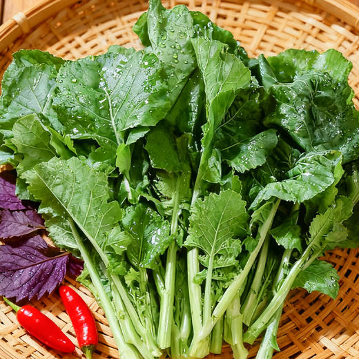 沈佳农有机板蓝根青菜  有机农场新鲜蔬菜【顺丰快递】 商品图1