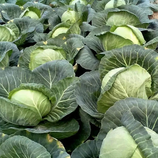 【基地直发】有机蔬菜圆白菜4斤/6斤/10斤自有农场新鲜采摘包邮 商品图2