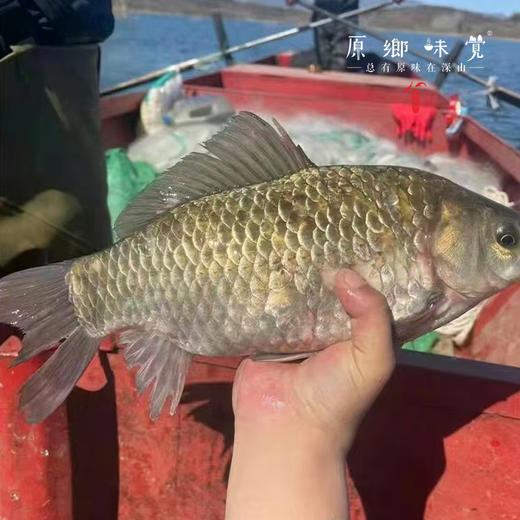 【野生鲫鱼】密云水库野生鱼（基地直发-顺丰包邮）|  多种规格冷鲜发货，来自北京密云水库（北京重要饮用水源），生产者：张友【合作生产，公平贸易】 商品图2