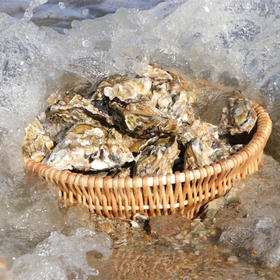 【正宗乳山生蚝（送三件套）】产地直发，新鲜干净，个大肥美、口感嫩滑