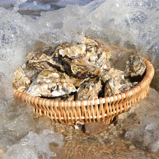 【正宗乳山生蚝（送三件套）】产地直发，新鲜干净，个大肥美、口感嫩滑 商品图0