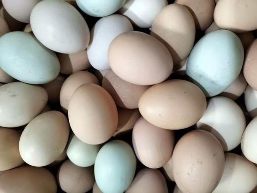 吃中草药果园放养土鸡鸭、土鸡蛋，无抗无激素 商品图1