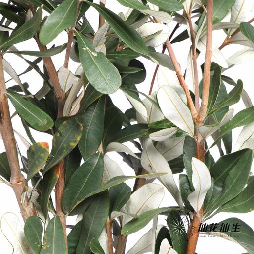 配花 | 佛塔叶 商品图0