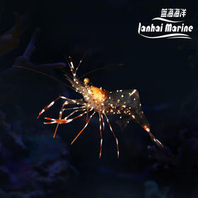 红点仙女虾