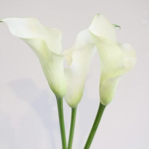 进口马蹄莲丨白色丨10枝 商品图0