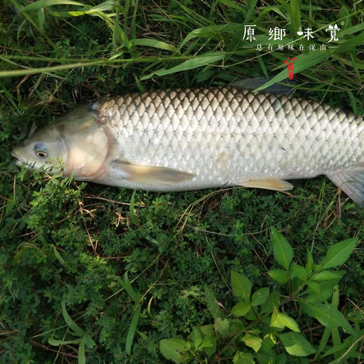 【野生草鱼】密云水库野生鱼（基地直发-顺丰包邮）|  多种规格冷鲜发货，来自北京密云水库（北京重要饮用水源），生产者：张友【合作生产，公平贸易】 商品图1