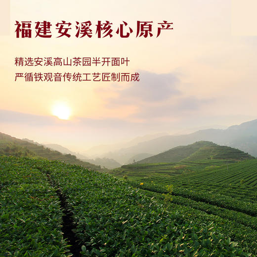 八马茶业 | 知音系列福建安溪特级乌龙茶清香/浓香铁观音大罐装504g 商品图4