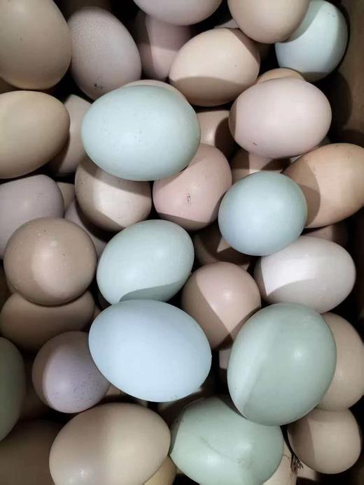 吃中草药果园放养土鸡鸭、土鸡蛋，无抗无激素 商品图3