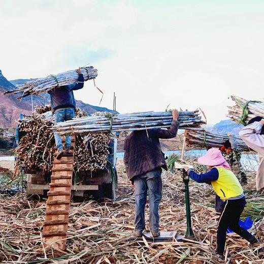 云南三蒸三晒红糖姜枣膏纯手工熬制，不加一滴水，将古法红糖与小黄姜结俗话说：“男子不可一日无姜，女子不可一日无糖”。15斤甘蔗只能浓缩成一斤鲜榨红糖    （500g/瓶） 商品图10
