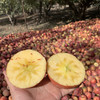 新疆阿克苏冰糖心苹果｜当季新鲜现摘 爽口脆甜多汁带糖心  原生态天然果园种植 正宗产地直供新鲜水果 商品缩略图4