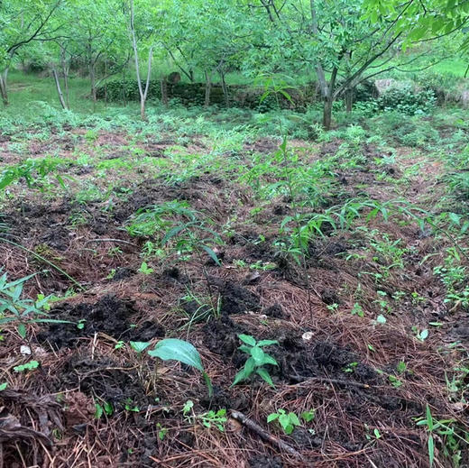 云南纯手工九蒸九晒黄精 滇黄精/多花黄精   500g/瓶 商品图9