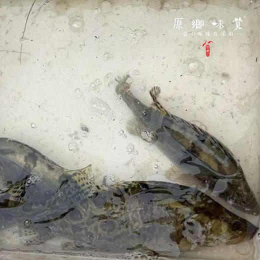 【野生桂鱼/鳜鱼】密云水库野生鱼（基地直发-顺丰包邮）|  多种规格冷鲜发货，来自北京密云水库（北京重要饮用水源），生产者：张友【合作生产，公平贸易】 商品图3