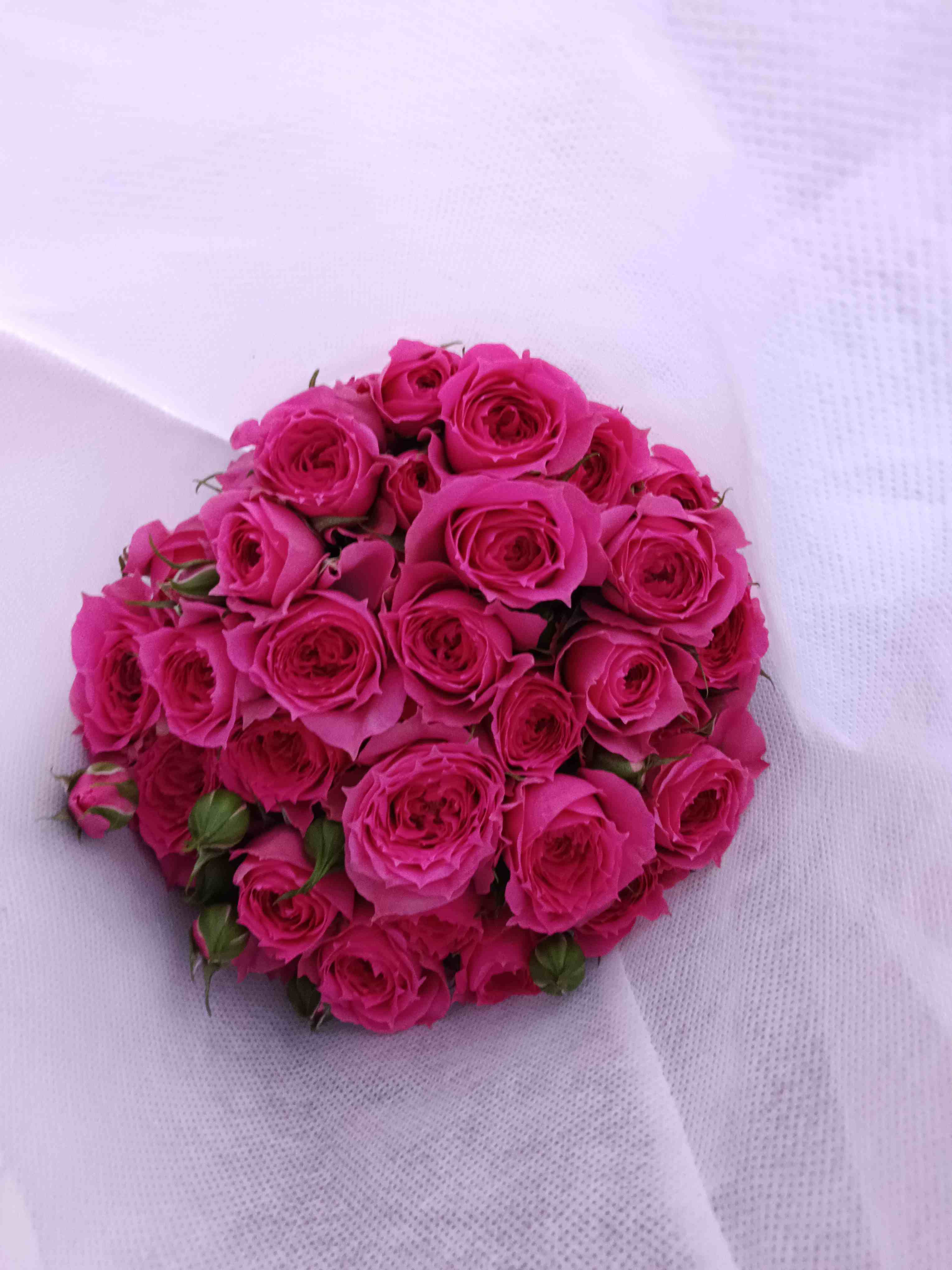 多头玫瑰苏菲宝贝 C65CM