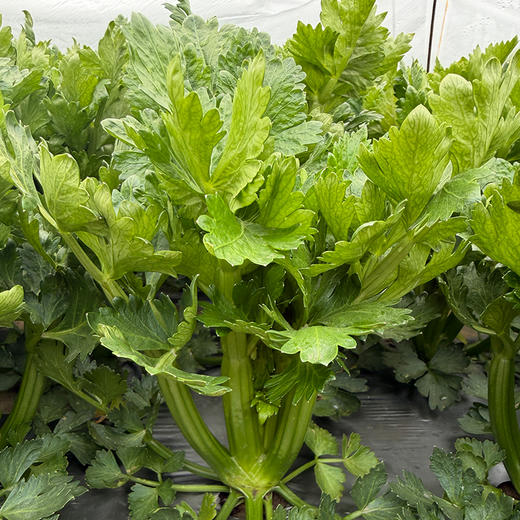 北京本地新鲜现摘水果芹菜 高端品种 脆嫩清甜 无丝无渣 可生吃榨汁 沙拉 商品图4