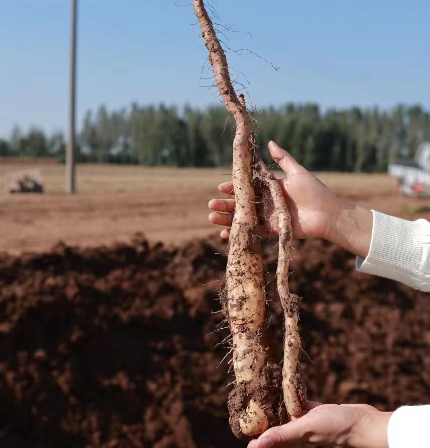 【SGS 508项农残O检出】【药食同源/地标产品/非遗传承】【有机】焦作温县垆土铁棍怀山药  5斤/箱