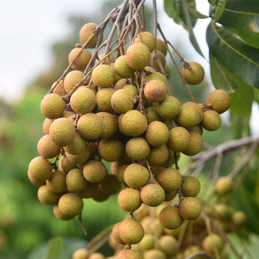 【石硖桂圆肉】精选石硖桂圆 · 味道甜醇鲜美 · 不添加硫磺熏烤 · 原滋原味 · 琥珀晶莹 · Q弹厚实 · 甜而不腻 商品图5