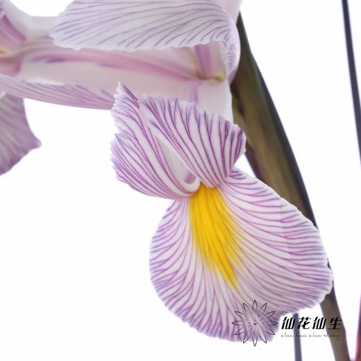 配花 | 染色鸢尾紫色【染色可能不均匀 介意慎拍】 商品图3