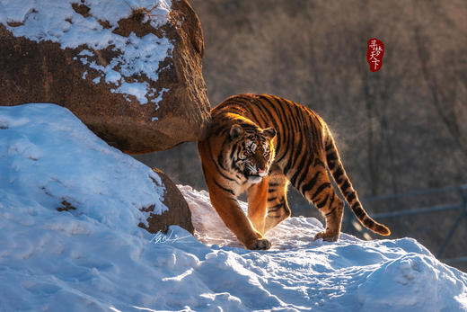 2月2日【东北冰雪恋歌】丹顶鹤、东北虎、雪乡、雾凇行摄8天 商品图12