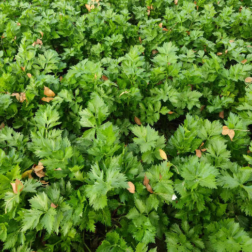 【买8斤送1斤】生态西芹 | 5斤/8斤 芹香浓郁 脆嫩多汁 膳食纤维补充 鲜食榨汁西芹 无农药生态种植芹菜「购任意规格3份送西芹粉1盒，与单品赠品不叠加」 商品图7