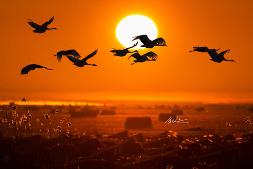 2月2日【东北冰雪恋歌】丹顶鹤、东北虎、雪乡、雾凇行摄8天 商品图2