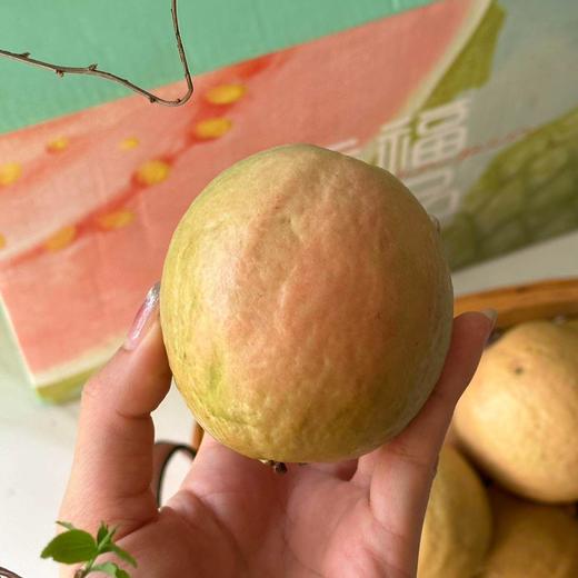 【软糯绵密】奶油芭乐·超甜17°高品质 商品图5