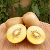 【果型饱满❗️酸甜多汁】四川河南黄心猕猴桃早期绿肉G3黄心奇异果包邮新鲜猕猴桃。ja 商品缩略图0