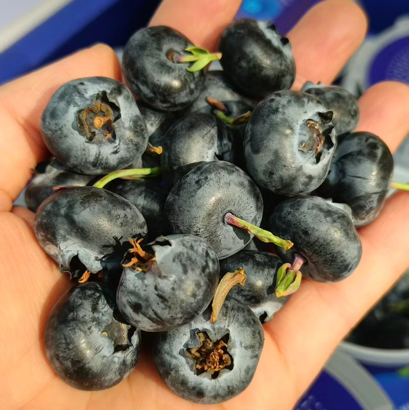 【云南花香幸运杯有机云南蓝莓】品种优瑞卡，敲好吃的蓝莓，水果届中的护眼神器，蓝莓届中的佼佼者，果粉好，口感脆甜，满满的花青素。