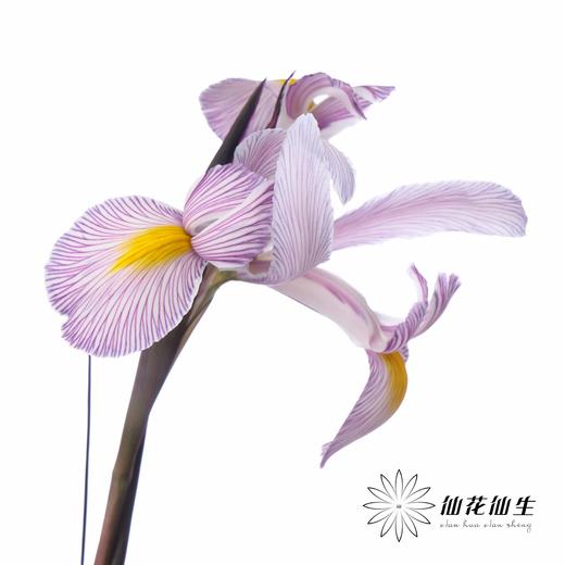 配花 | 染色鸢尾紫色【染色可能不均匀 介意慎拍】 商品图2