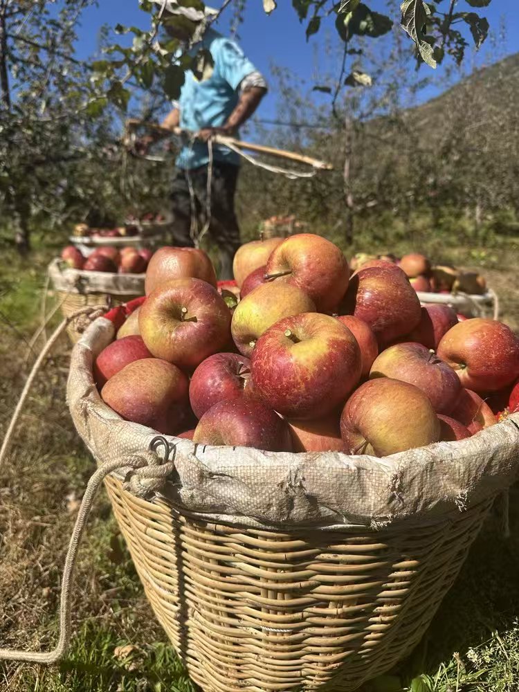 大凉山冰糖心丑苹果【应季水果】