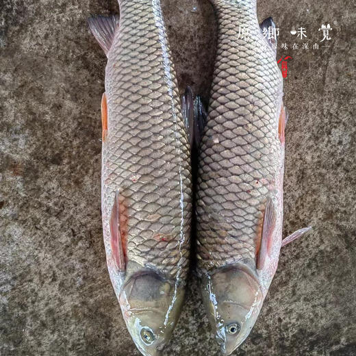 【野生草鱼】密云水库野生鱼（基地直发-顺丰包邮）|  多种规格冷鲜发货，来自北京密云水库（北京重要饮用水源），生产者：张友【合作生产，公平贸易】 商品图2