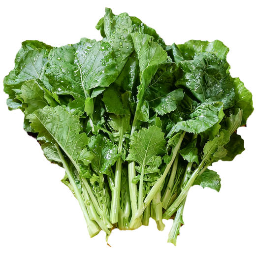 沈佳农有机板蓝根青菜  有机农场新鲜蔬菜【顺丰快递】 商品图5