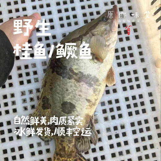 【野生桂鱼/鳜鱼】密云水库野生鱼（基地直发-顺丰包邮）|  多种规格冷鲜发货，来自北京密云水库（北京重要饮用水源），生产者：张友【合作生产，公平贸易】 商品图0