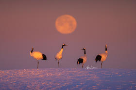 2月2日【东北冰雪恋歌】丹顶鹤、东北虎、雪乡、雾凇行摄8天