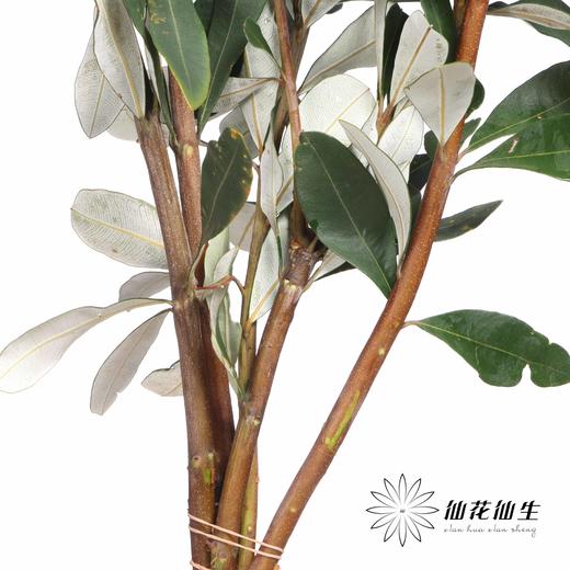 配花 | 佛塔叶 商品图2