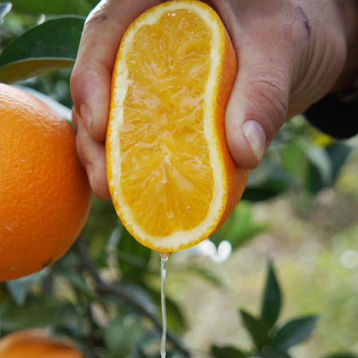 【赣南脐橙】江西赣州市特产--中国脐橙之乡，自然成熟，细嫩爽口多汁 商品图5