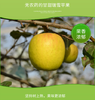 有机瑞雪苹果 商品缩略图3