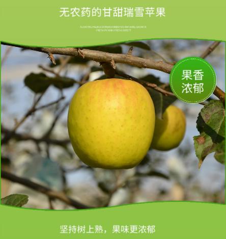 有机瑞雪苹果 商品图3