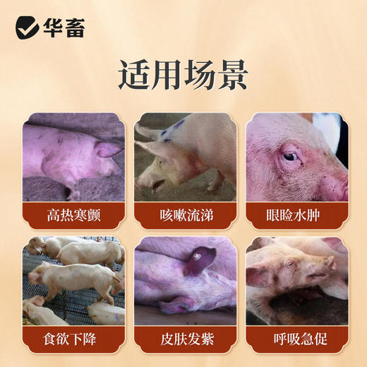 华畜 蓝园非克 蓝耳圆环 商品图1