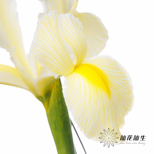 配花 | 染色鸢尾奶黄色【染色可能不均匀 介意慎拍】 商品图3