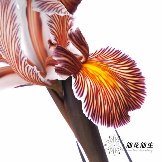 配花 | 染色鸢尾乌焦双色【染色可能不均匀 介意慎拍】 商品图1