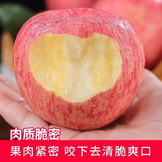 【颗颗好果❗️清脆香甜】新鲜正宗陕西洛川苹果当季水果红富士苹果孕妇脆甜红富士。ja 商品图2