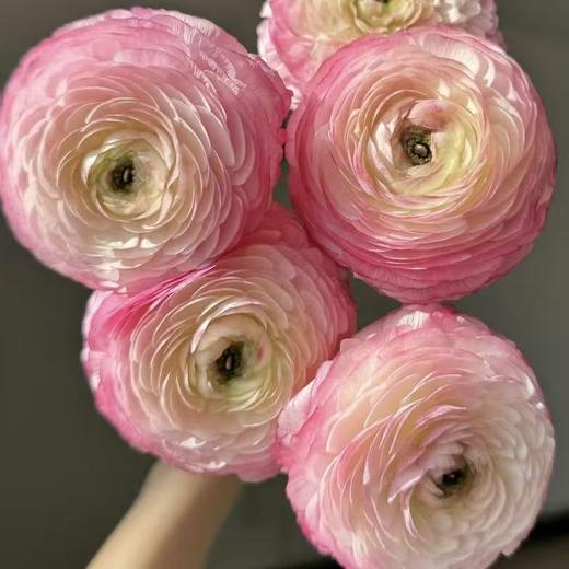 洋牡丹丨蜜桃西柚丨5枝【稀有】 商品图1