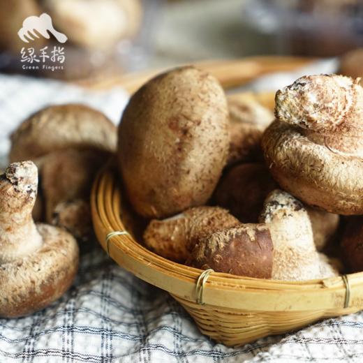 有机段木香菇（预售 ） | 合作生产*Organic Fresh Shiitake (Log-Cultivated) | Partner Production 商品图2