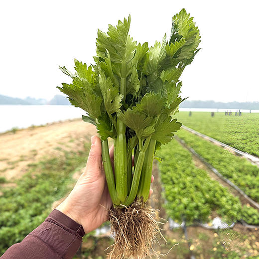 北京本地新鲜现摘水果芹菜 高端品种 脆嫩清甜 无丝无渣 可生吃榨汁 沙拉 商品图3